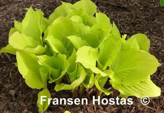 Hosta Fruit Punch